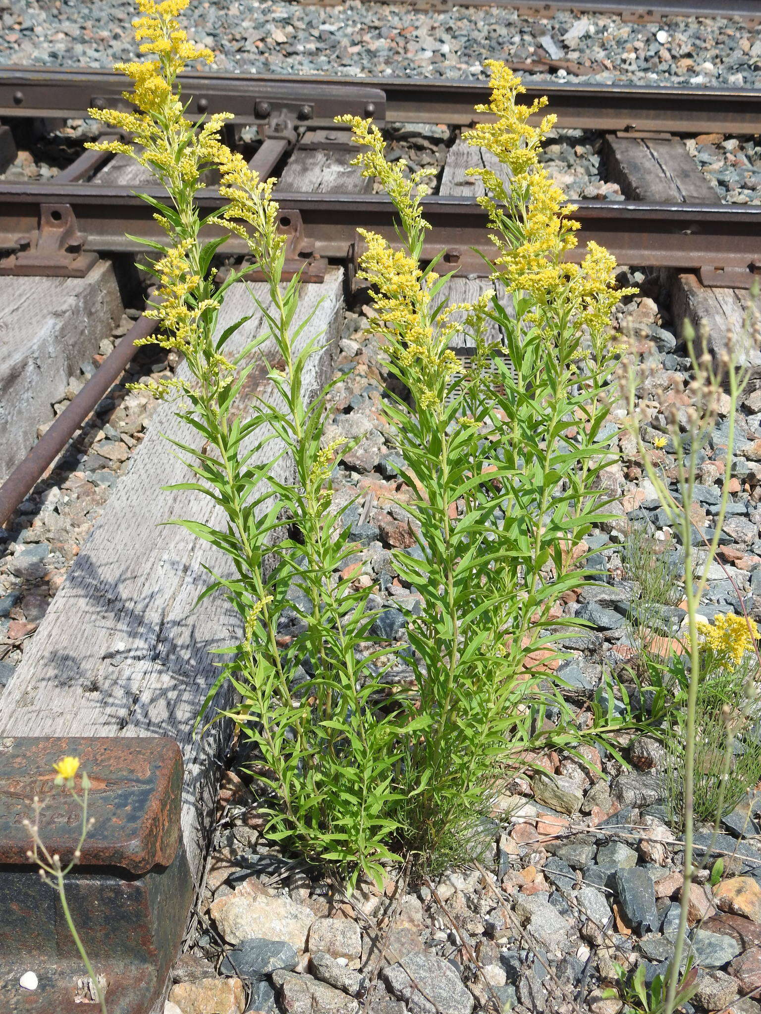 Image de <i>Solidago <i>canadensis</i></i> var. canadensis