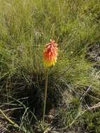 Image of Kniphofia stricta Codd