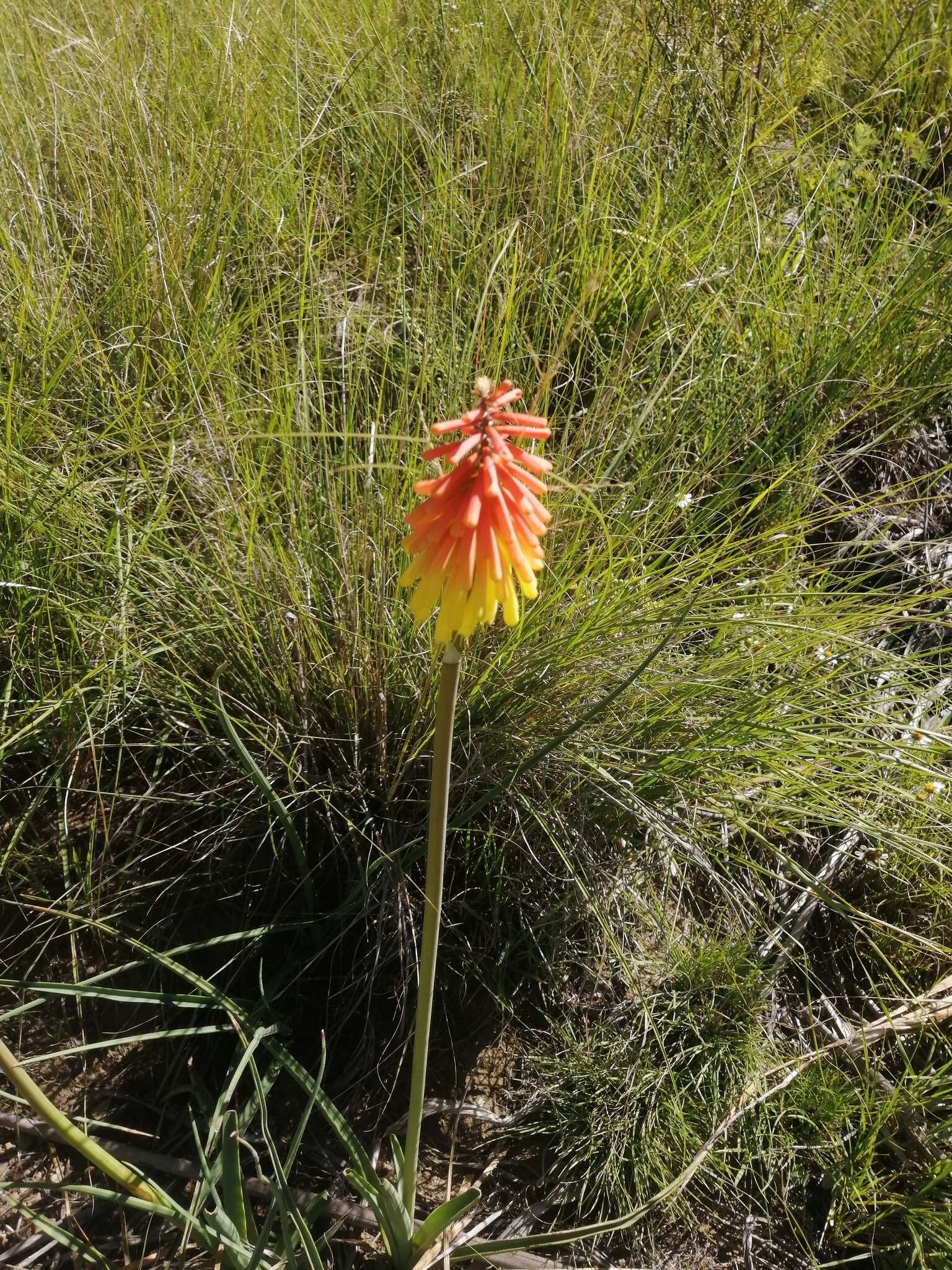 Image of Kniphofia stricta Codd