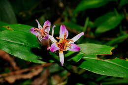 Image of Tricyrtis lasiocarpa Matsum.