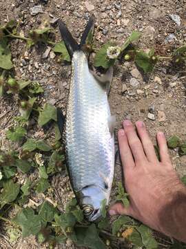 Image of tarpons