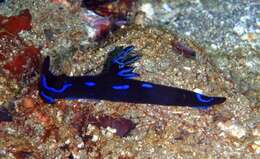 Image of Morose black and blue slug