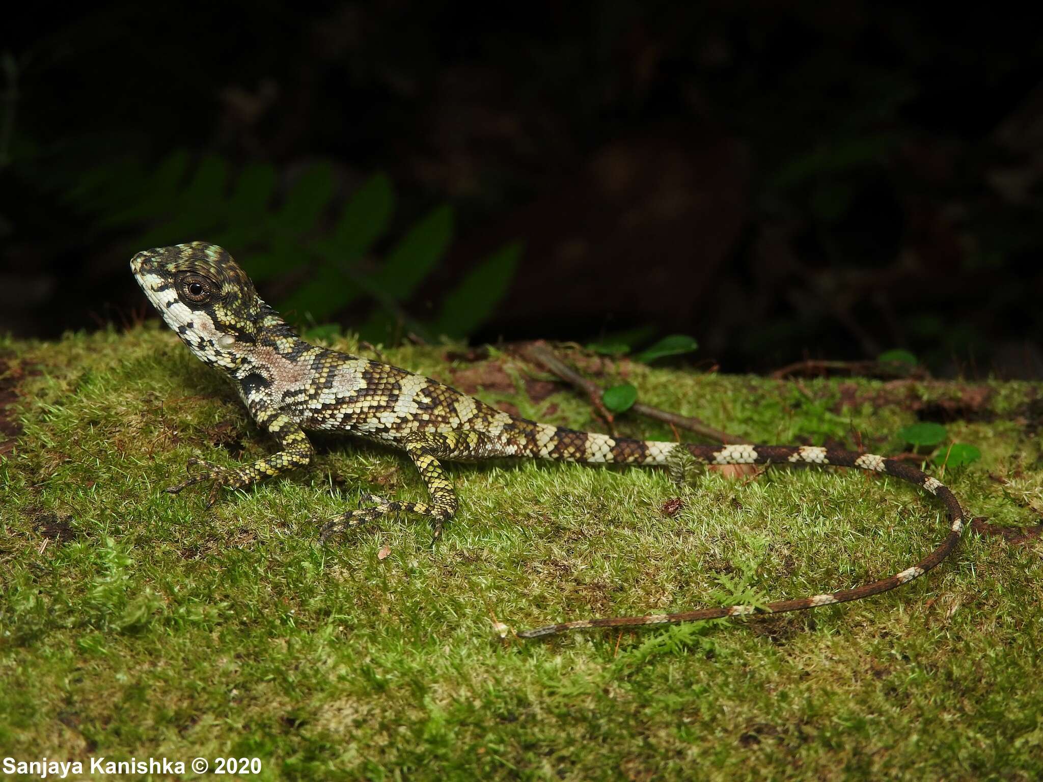 Image of Calotes desilvai Bahir & Maduwage 2005