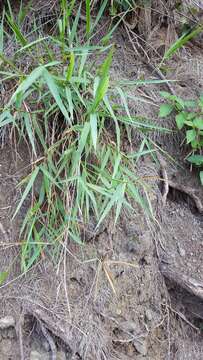 Image of Golden velvet grass