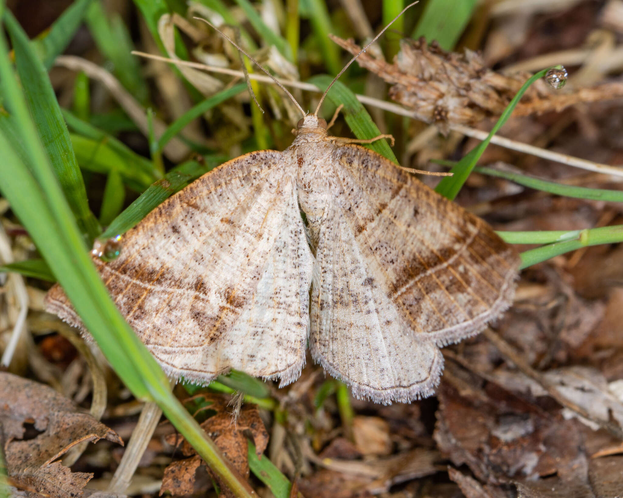 Sivun Petrophora subaequaria Walker 1860 kuva