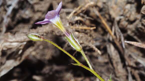 Image of coastal gilia