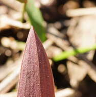 Image of Small tongue orchid