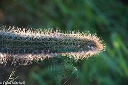 Image of Pilosocereus lanuginosus (L.) Byles & G. D. Rowley