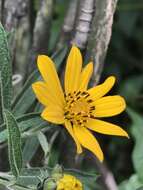 Image of Aldama buddlejiformis (DC.) E. E. Schill. & Panero