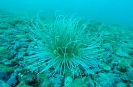 Image of Mediterranean cerianthid