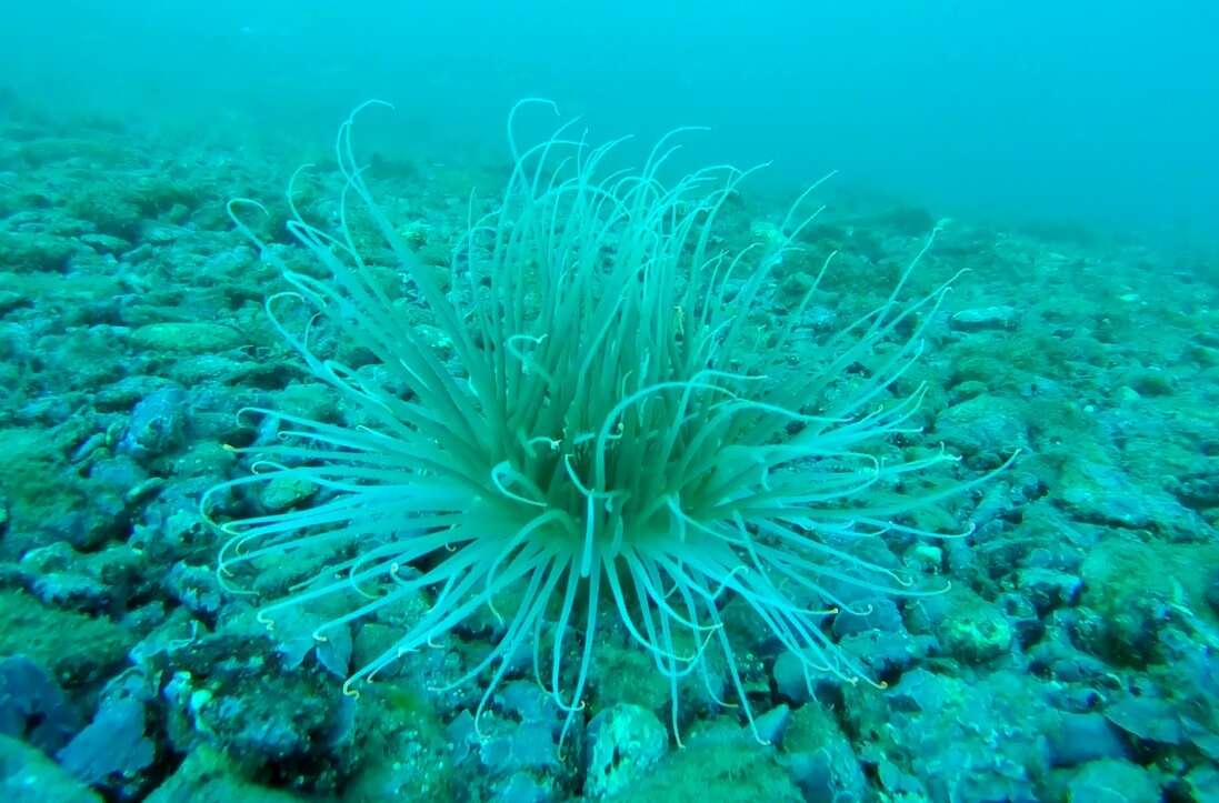 Image of Mediterranean cerianthid