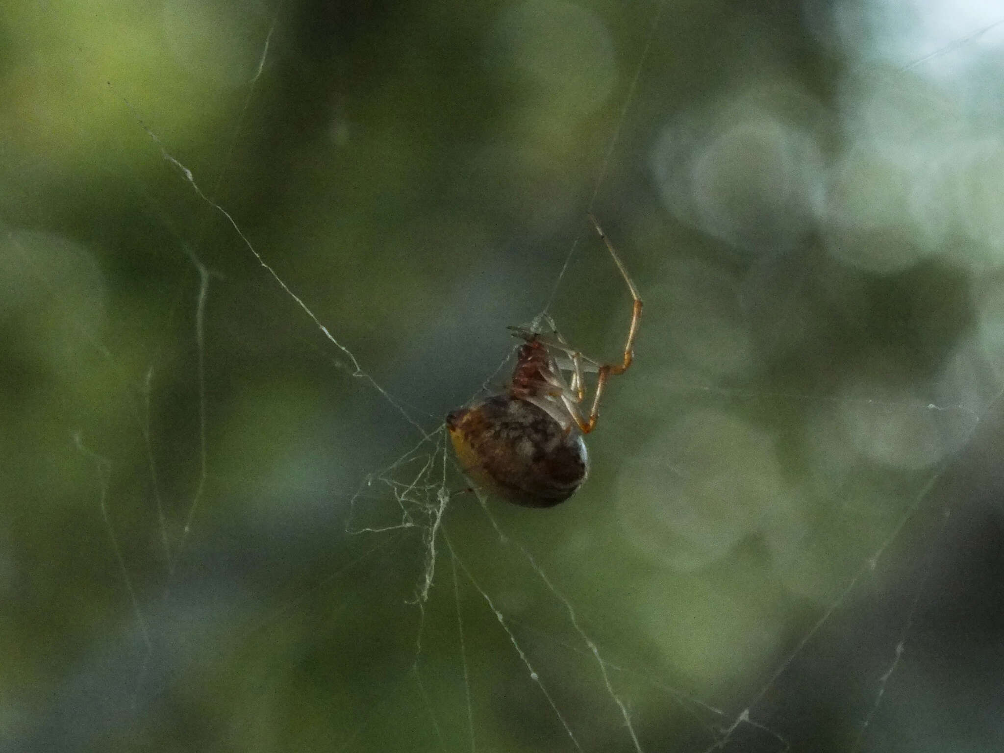 Image of Parasteatoda lunata (Clerck 1757)