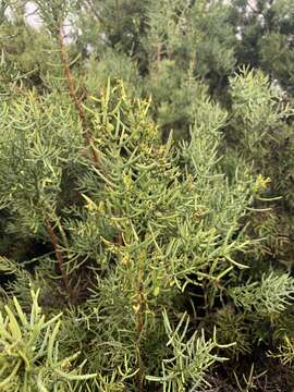 Plancia ëd Scutia spicata (Humboldt & Bonpland ex Roem. & Schult.) Weberbauer