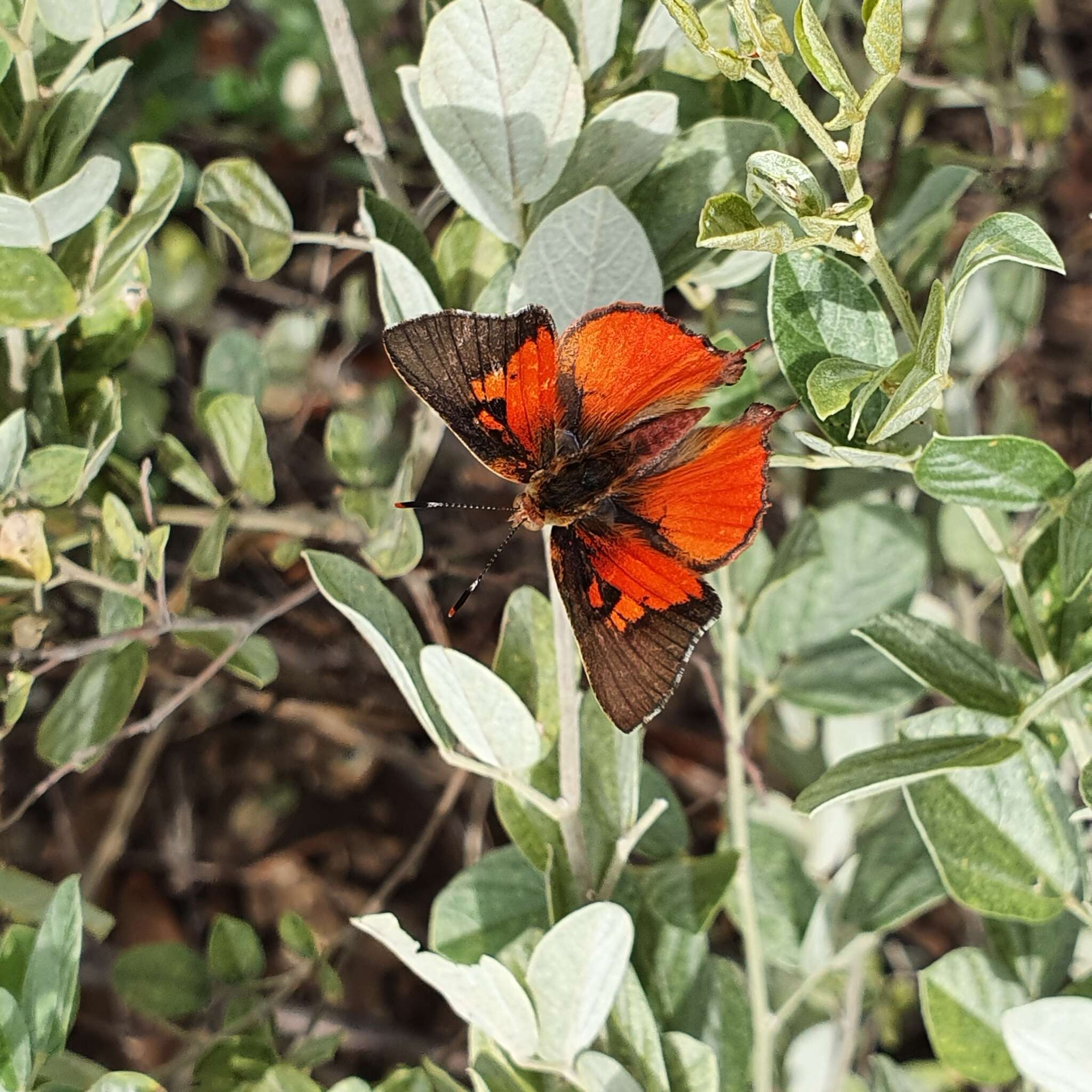 Image of Axiocerses tjoane tjoane