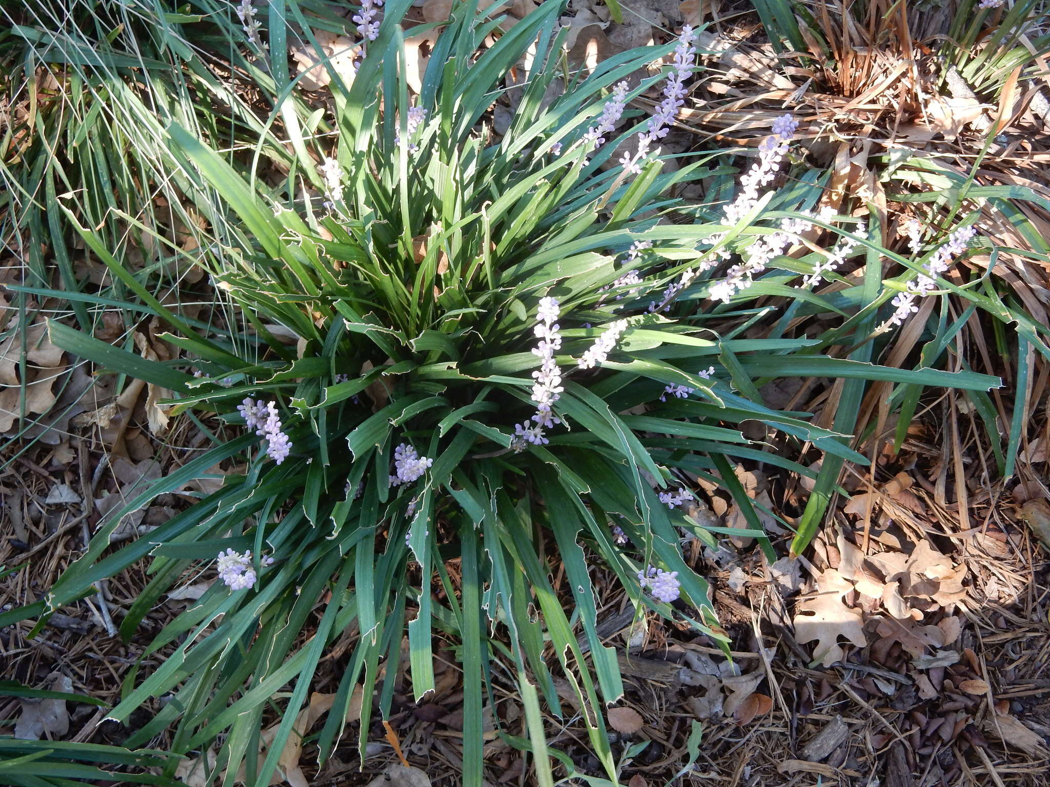 Image of Big blue lilyturf'