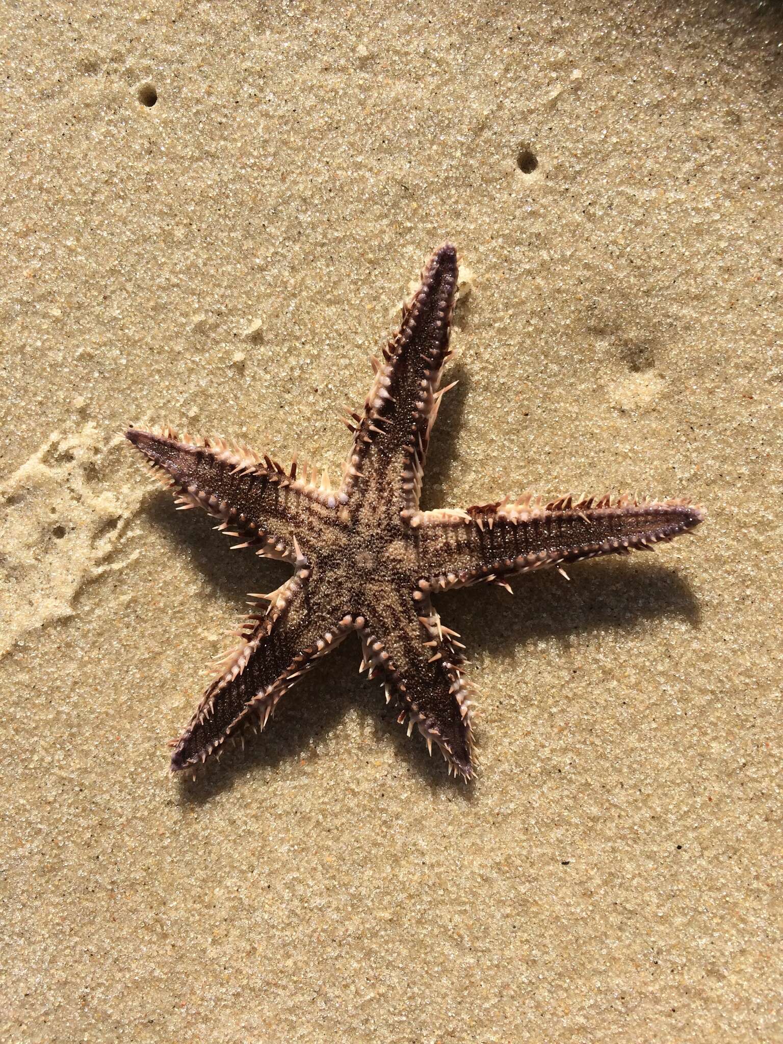 Image of Astropecten polyacanthus Müller & Troschel 1842