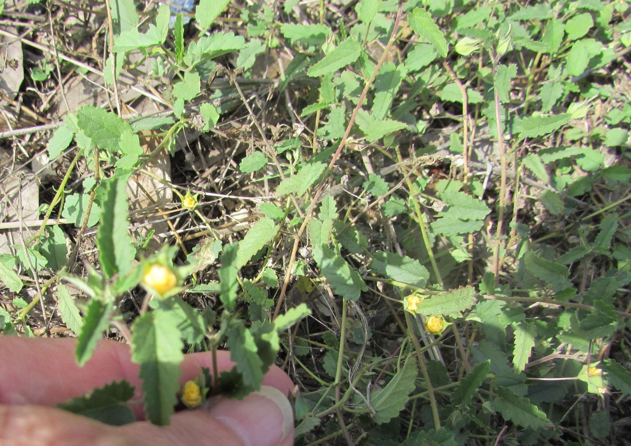 Image of Sida abutifolia