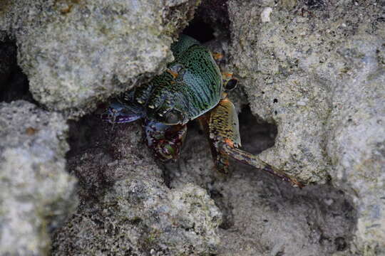 Image of Shore crab