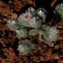 Image de Helichrysum gariepinum DC.