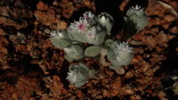 Image de Helichrysum gariepinum DC.