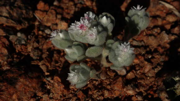 Image of Helichrysum gariepinum DC.