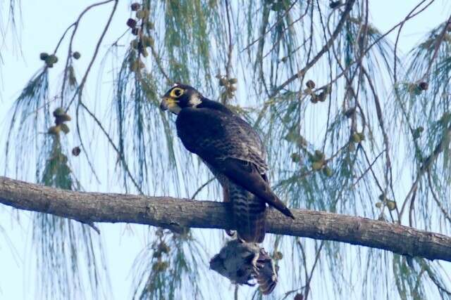 Image of Falco peregrinus minor Bonaparte 1850