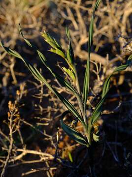 Image of Babiana fimbriata (Klatt) Baker