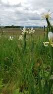 Image de Iris orientalis Mill.