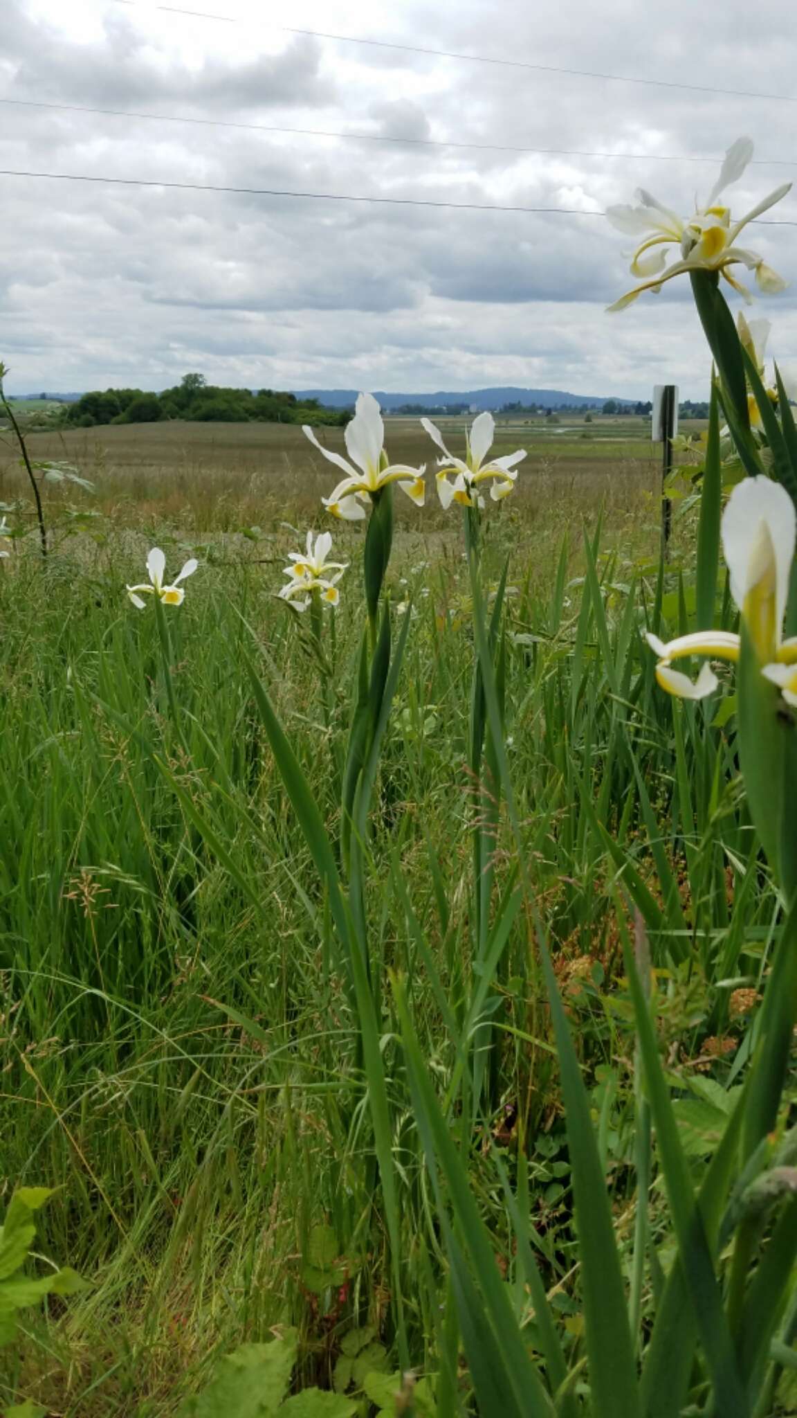 Image de Iris orientalis Mill.