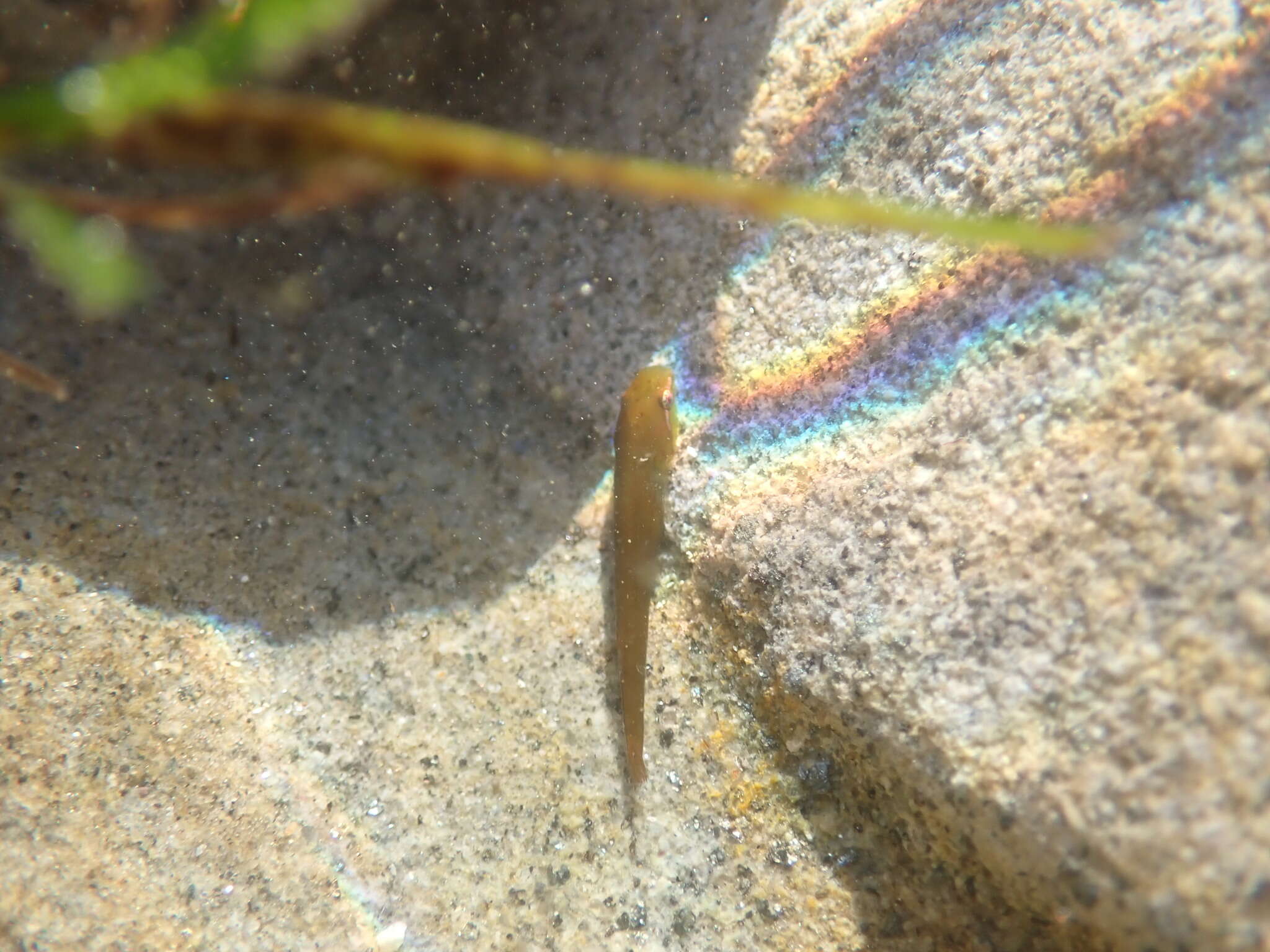 Image of Slender clingfish