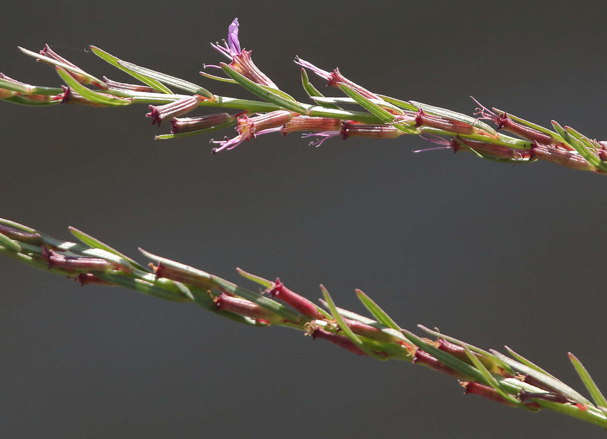 Plancia ëd Lythrum californicum Torr. & Gray