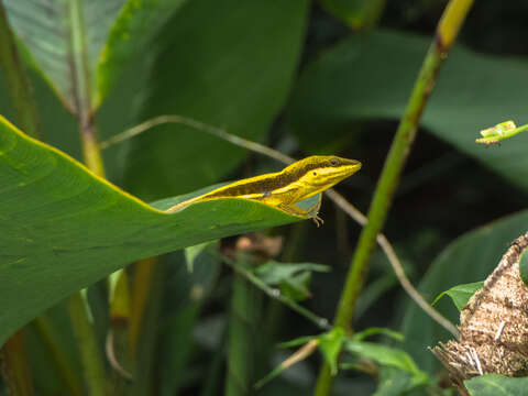 Image of Anolis krugi Peters 1877