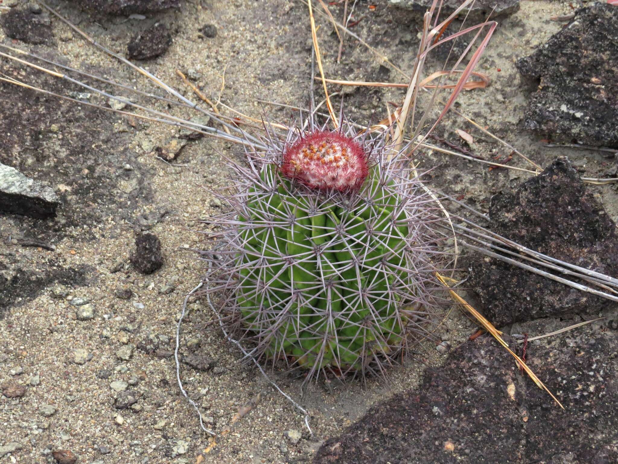 Image of Melocactus smithii (Alexander) Buining