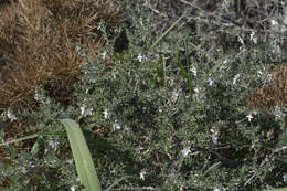 Sivun Teucrium brevifolium Schreb. kuva