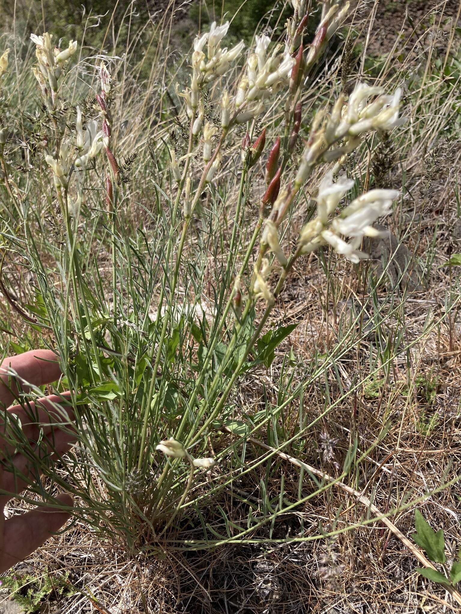 صورة Astragalus conjunctus S. Wats.