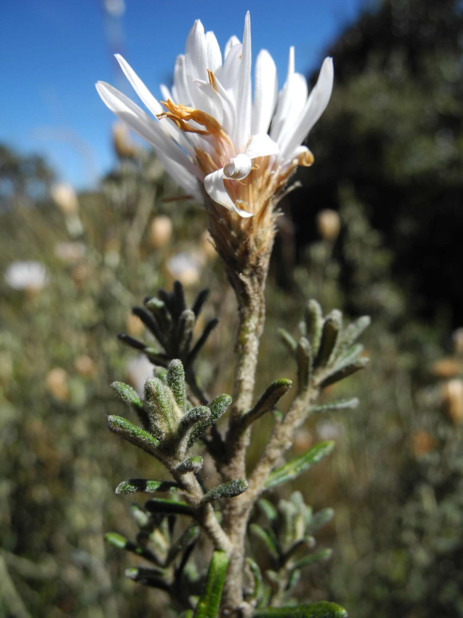 Image of Diplostephium oblanceolatum S. F. Blake