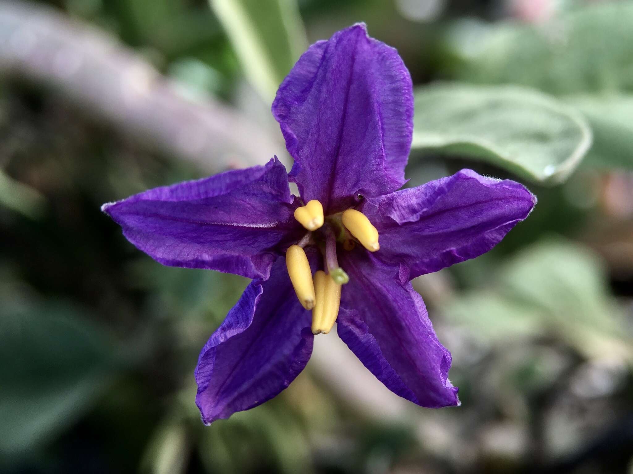 Image of Solanum esuriale Lindl.