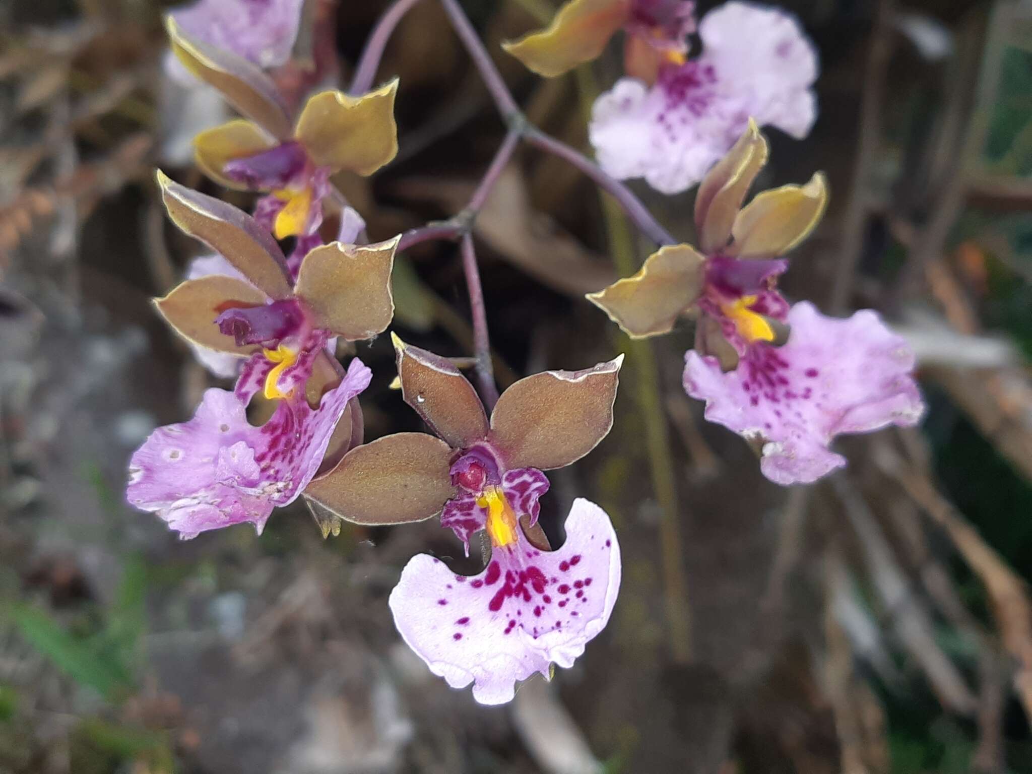 Image of Caucaea olivacea (Kunth) N. H. Williams & M. W. Chase