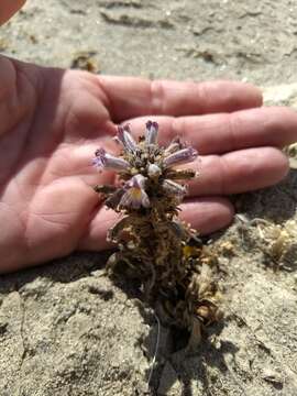 Image of desert broomrape