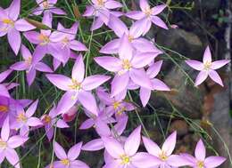 Image of Gyrandra tenuifolia (M. Martens & Galeotti) G. Mansion