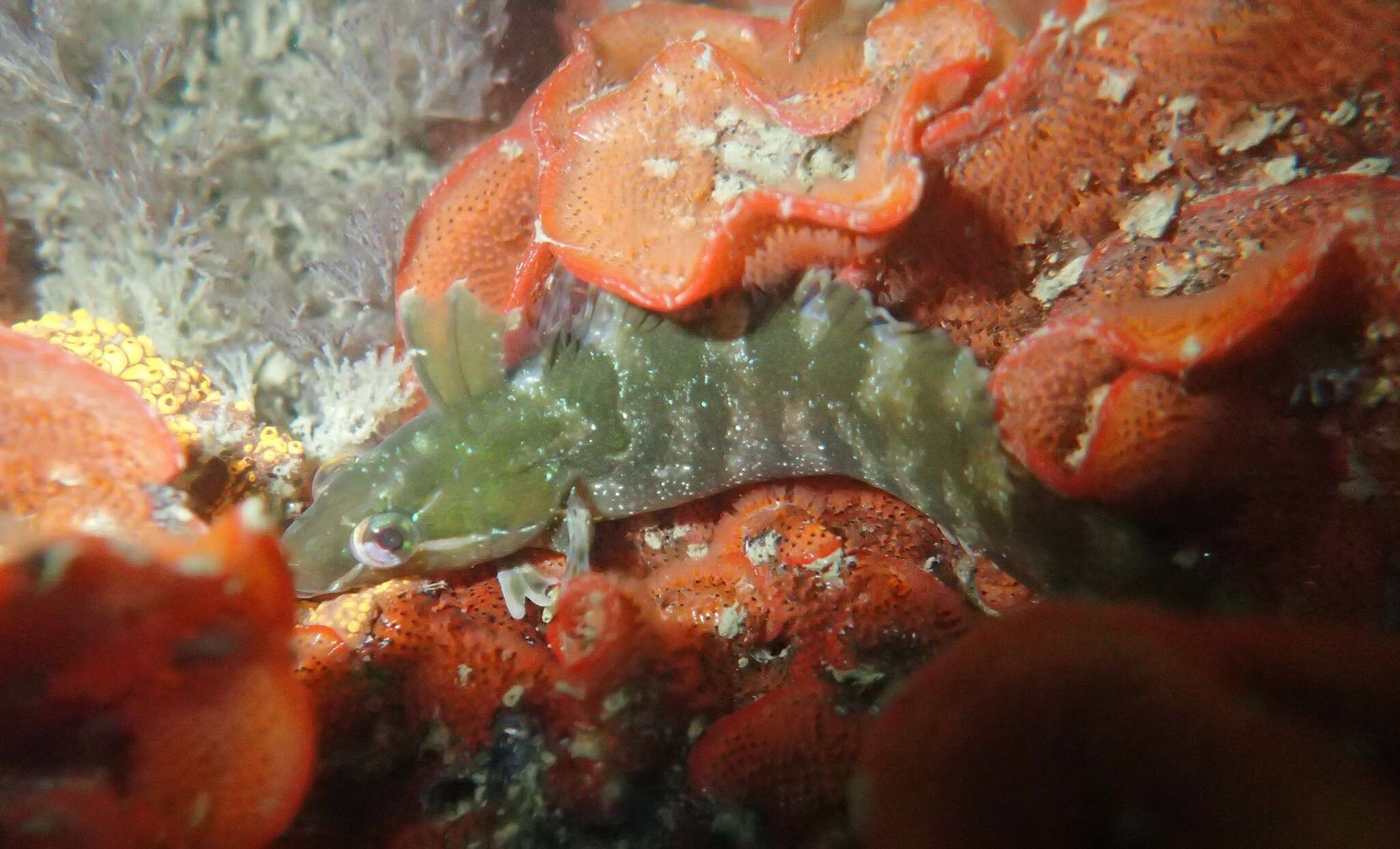 Image of Striped Kelpfish