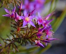 Image de Calytrix leschenaultii (Schauer) Benth.