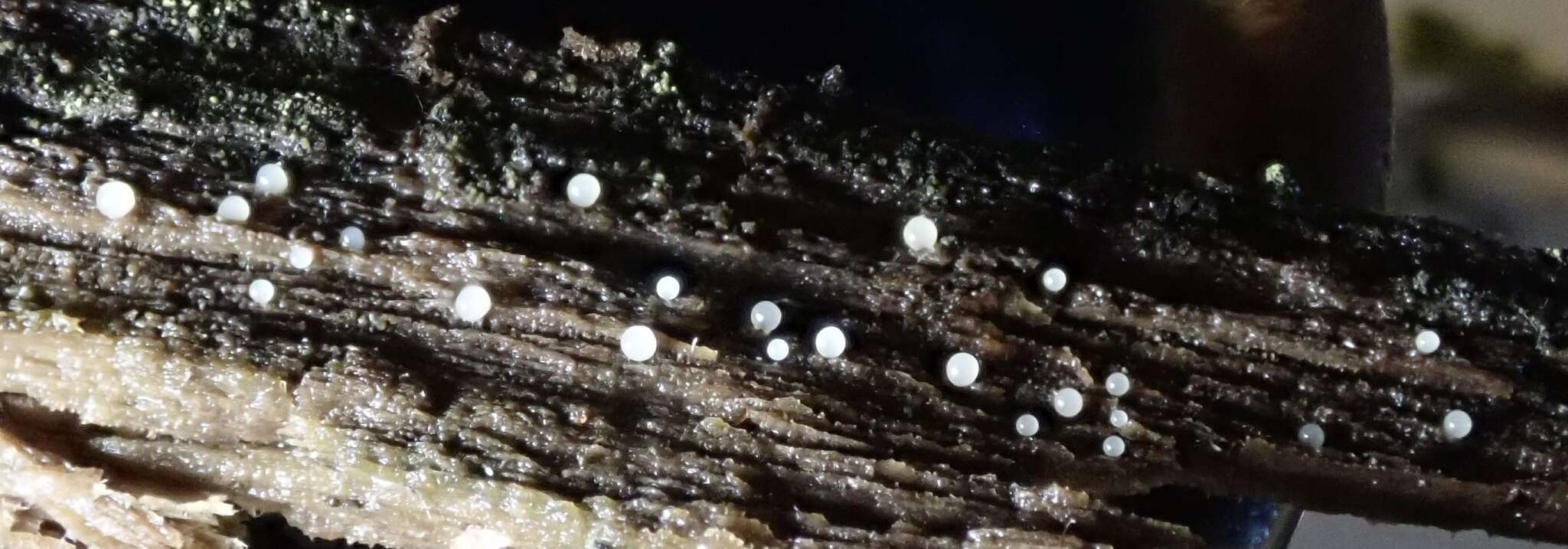 Image of Enerthenema papillatum