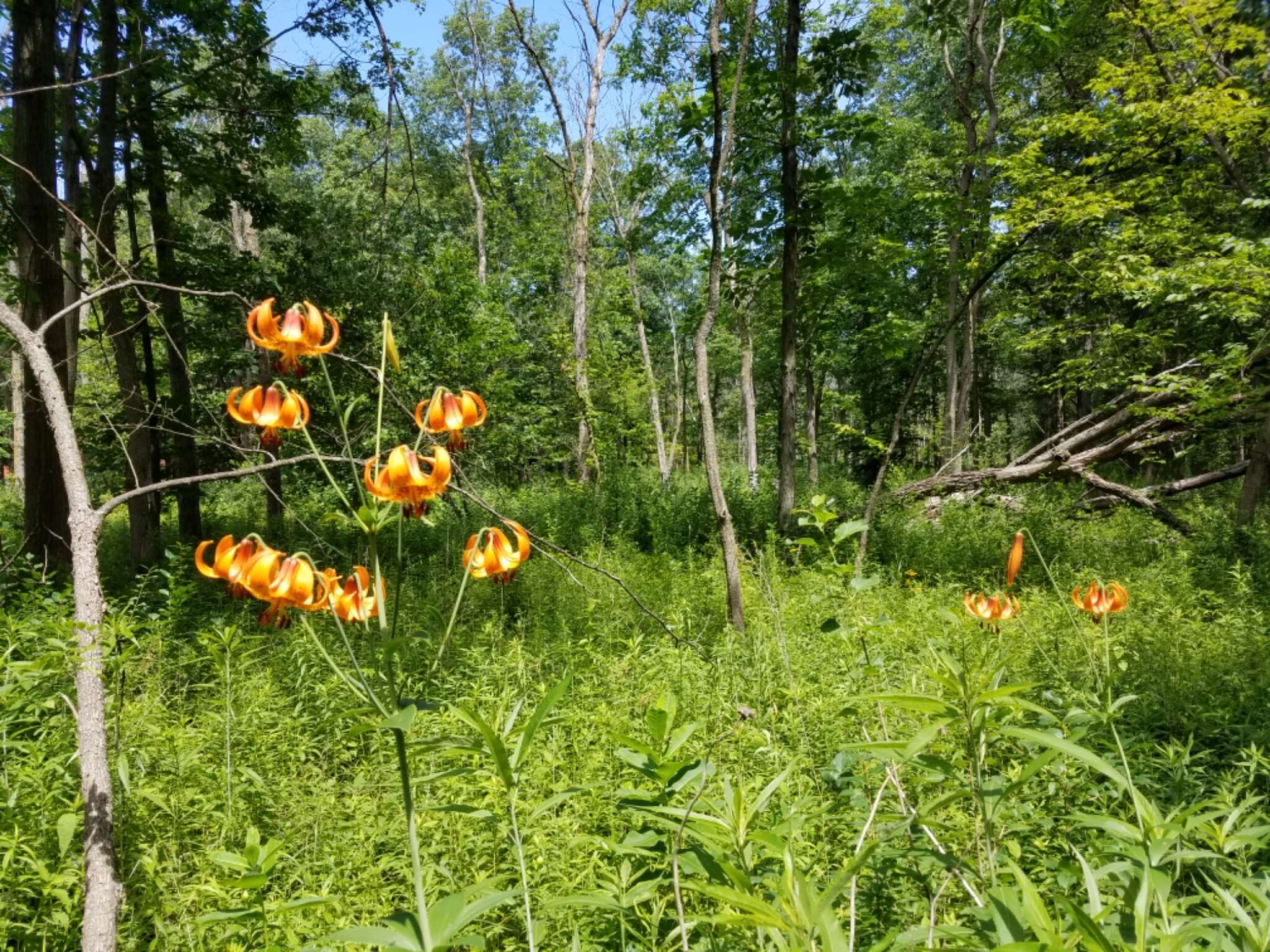 Image of Michigan lily