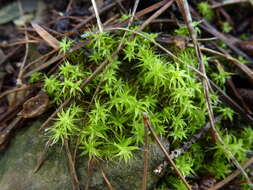 صورة Pseudocrossidium crinitum Zander 1993