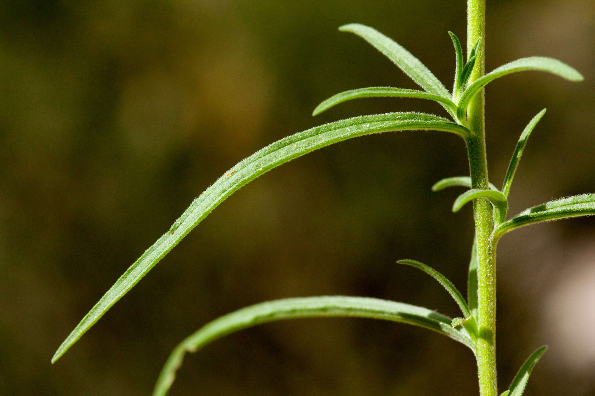 Image of Organ Mountain Indian paintbrush