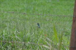 Image of Lined Seedeater