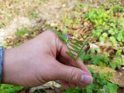 Imagem de Vicia sativa subsp. sativa