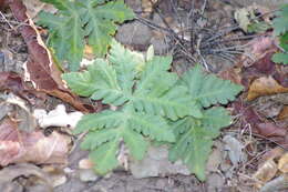 Image of Doryopteris concolor (Langsd. & Fisch.) Kuhn