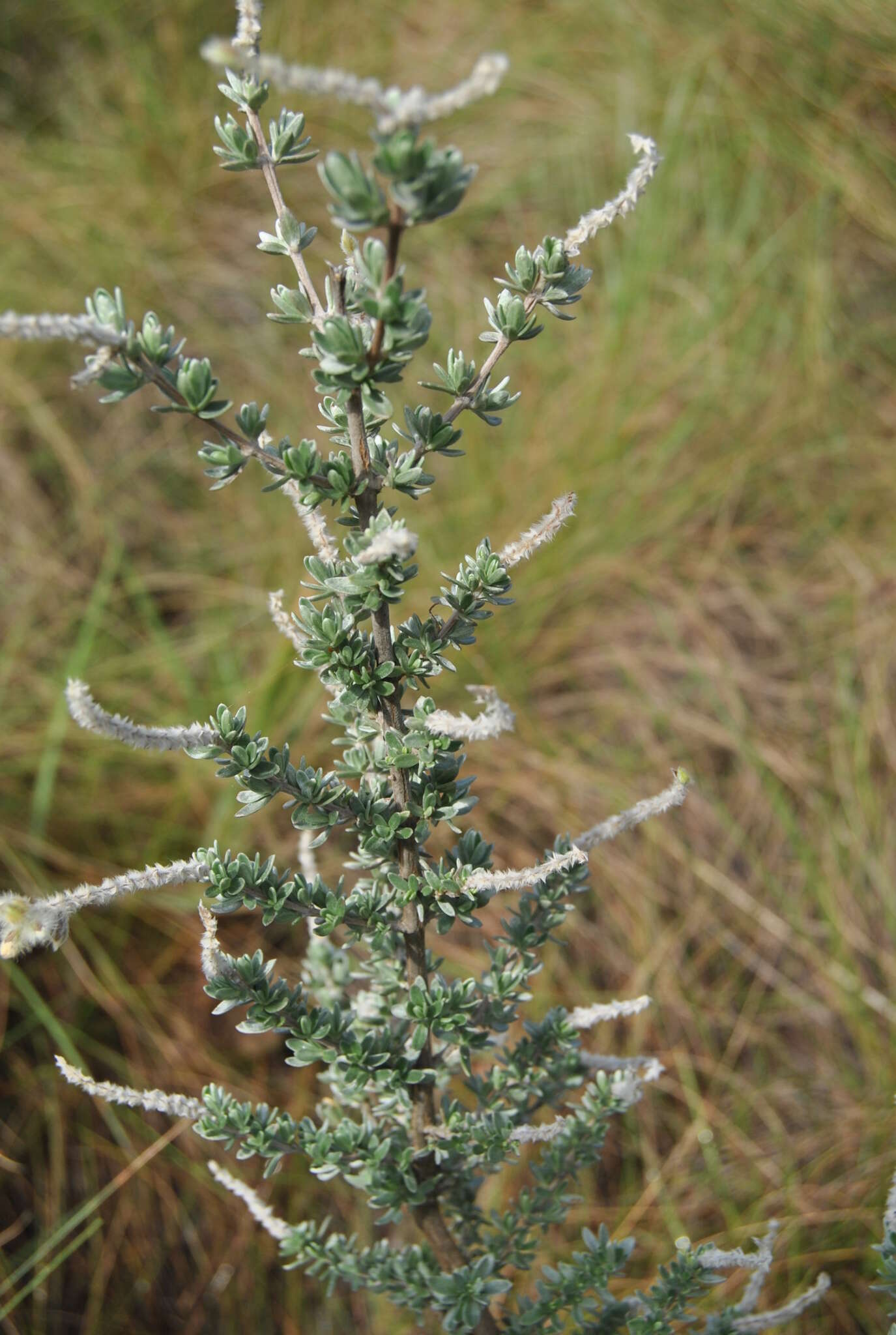 Image of Syncolostemon eriocephalus I. Verd.